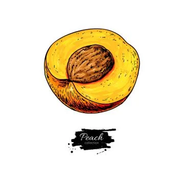 Peach slice vector drawing. Isolated hand drawn object on white Stock Illustration
