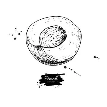 Peach slice vector drawing. Isolated hand drawn object on white background... Stock Illustration