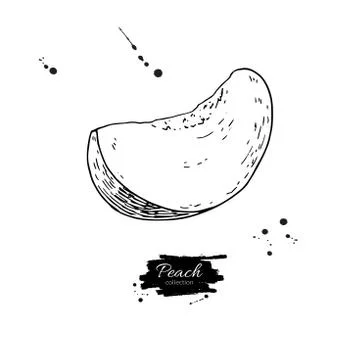Peach slice vector drawing. Isolated hand drawn object on white background... Stock Illustration