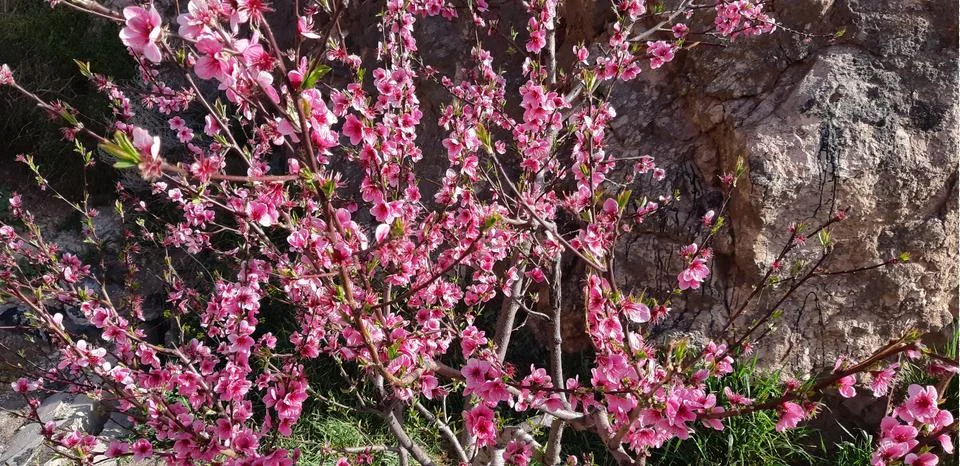 Peach In The Spring. Stock Photos
