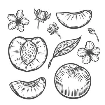 A peach in the style of line drawing Stock Illustration
