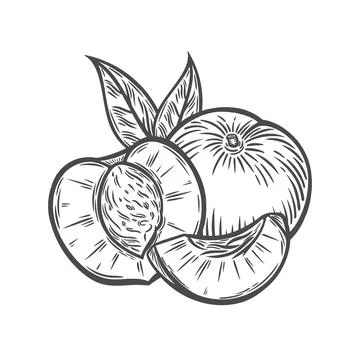 A peach in the style of a line drawing Stock Illustration