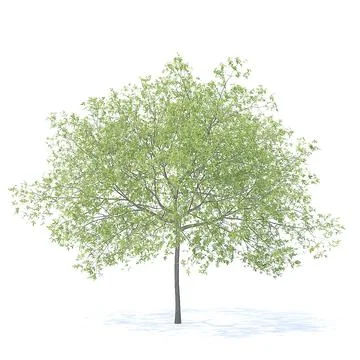 Peach Tree 3d Model 5.8m ~ 3d Model #91489266 