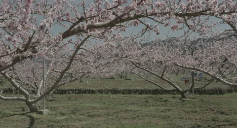 Peach tree, 4k  non color graded (4000x2160) Stock Footage 49877083
