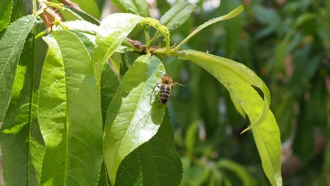 Peach tree and bee Stock Footage 93116735