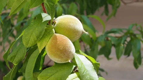 Peach tree and fruit Stock Footage 93116754