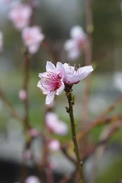 Peach tree Andross Stock Photos