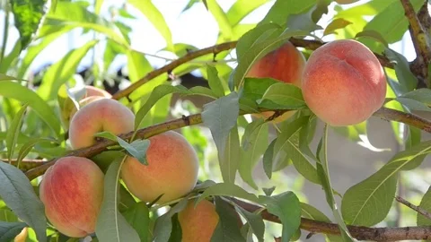 Peach tree ants summer wind in the village Stock Footage 78108851