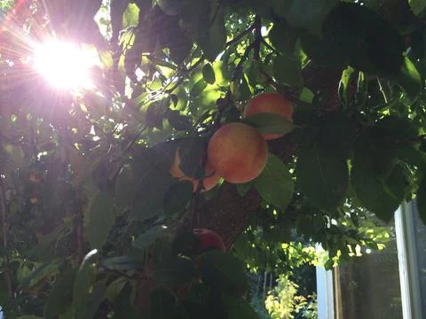 Peach Tree Background with sunlight Stock Photos