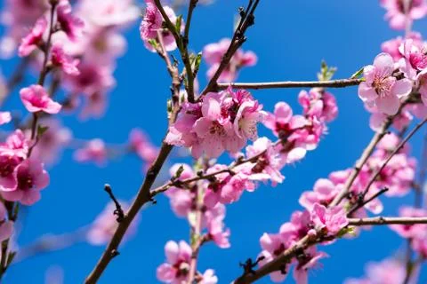 Peach tree in bloom Stock Photos