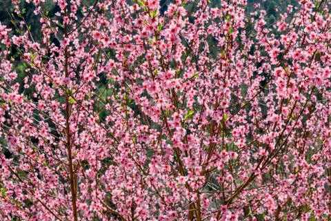 A peach tree bloomed in spring Stock Photos