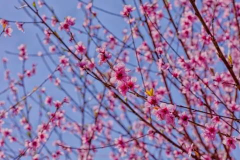 A peach tree bloomed in spring Foto stock