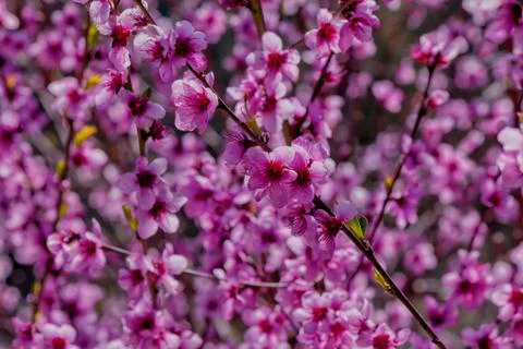 A peach tree bloomed in spring Stock Photos