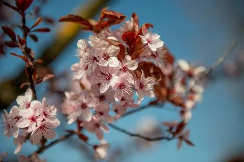 Peach tree bloomed in spring Stock Photos