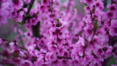 Peach tree blooming. Flowering trees in the spring in the orchard. Beautiful Stock Footage 178779264