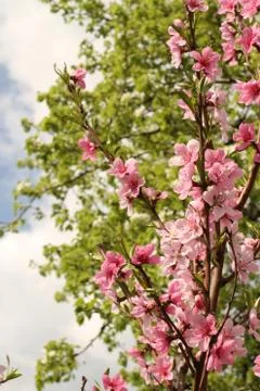 Peach Tree Blooming Stock Photos