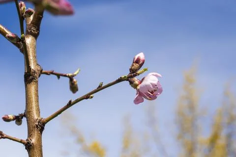 Peach tree blooming Foto stock