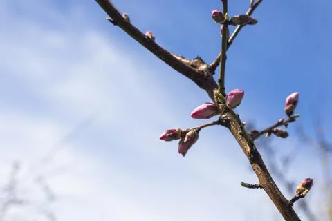 Peach tree blooming Stock Photos
