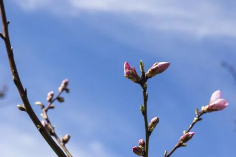 Peach tree blooming Stock Photos