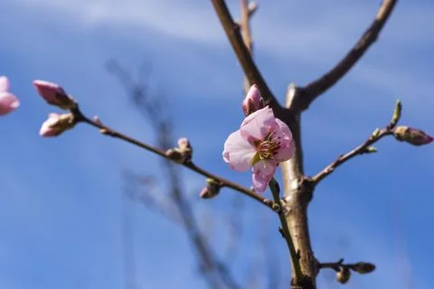 Peach tree blooming Stock Photos