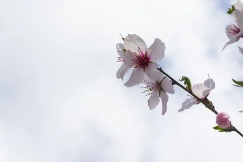 Peach tree blooming Stock Photos