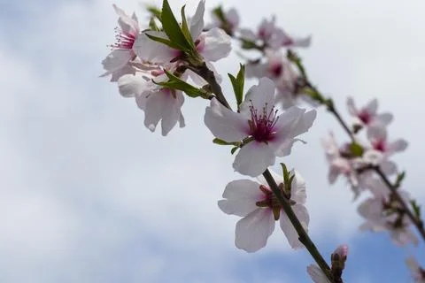 Peach tree blooming Stock Photos