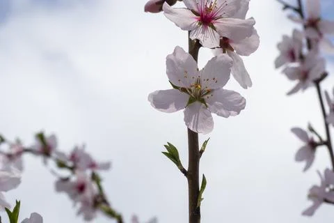 Peach tree blooming Stock Photos
