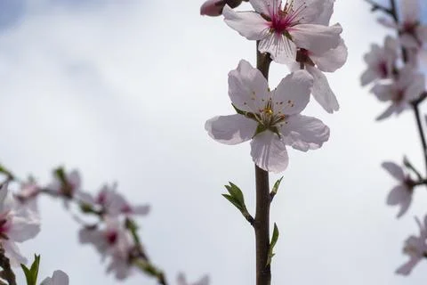Peach tree blooming Stock Photos