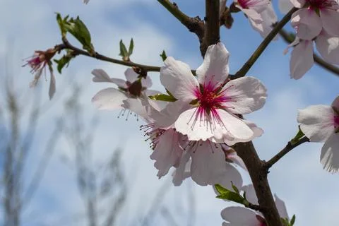 Peach tree blooming Stock Photos