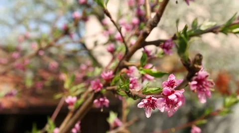 Peach tree blossom Stock Footage 49052779