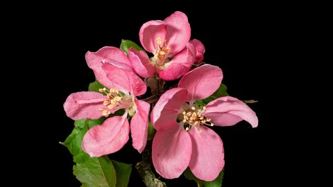 Peach tree blossom macro timelapse on black Stock Footage 129043930