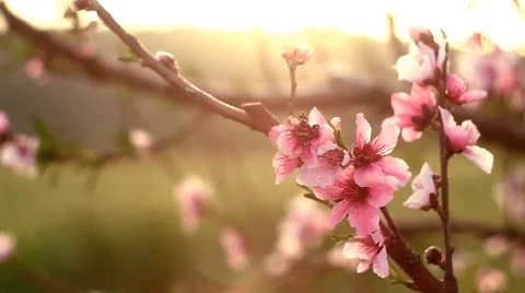 Peach tree blossom shallow depth of field close up 1 Stock Footage 47786352
