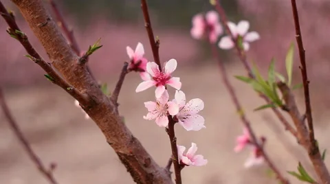 Peach tree blossom shallow depth of field close up 2 Stock Footage 47786468
