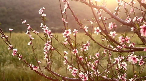 Peach tree blossom shallow depth of field close up 3 Stock Footage 47786576