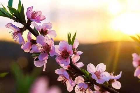 Peach tree blossoms bloom in evening light during spring season in garden l.. Stock Photos