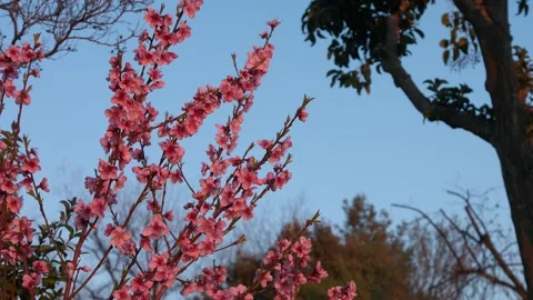 Peach tree blossoms Stock Footage 270987432