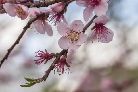 Peach tree blossoms Stock Photos