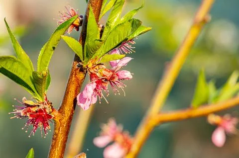 Peach tree brach full of pink blossoms covered in rain drops with copy space Stock Photos