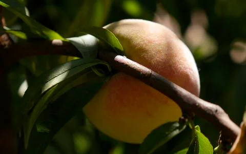 Peach in a tree branch Foto stock