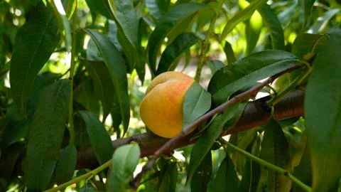 Peach in a tree branch Foto stock