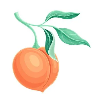 Peach tree branch with ripe juicy fruit vector illustration Stock Illustration