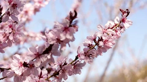 Peach tree branches bloom profusely with pink flowers Stock Footage 308033989