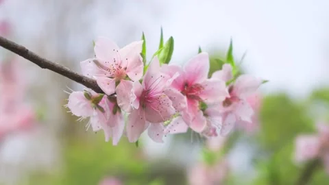 Peach Tree Branches Bursting Into Full Bloom in Warm Bright Spring Sunshine Stock Footage 333043946