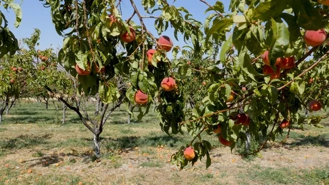 Peach tree branches move as man picks peaches off tree Stock Footage 103404929