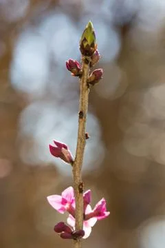 Peach tree bud Foto stock