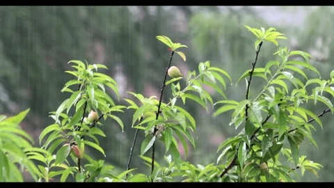 Peach Tree Close Up Vídeos de archivo 130486260