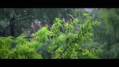 Peach Tree Close-Up Vídeos de archivo 130488591