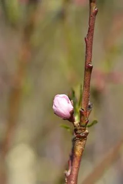 Peach tree Cresthaven Stock Photos