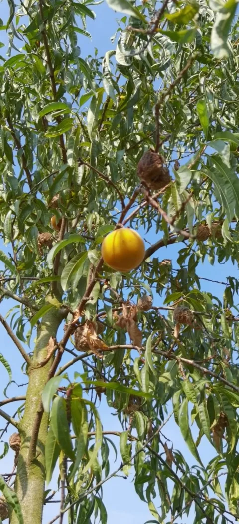 Peach tree disease. Stock Footage 283683921