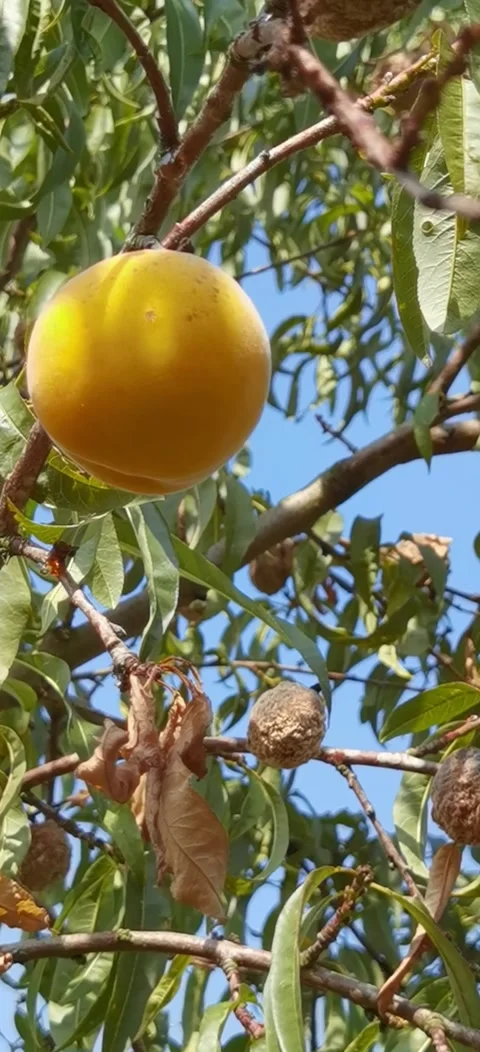 Peach tree disease. Stock Footage 283683923